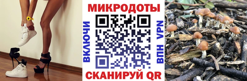 наркошоп  Дмитров  Псилоцибиновые грибы Cubensis 